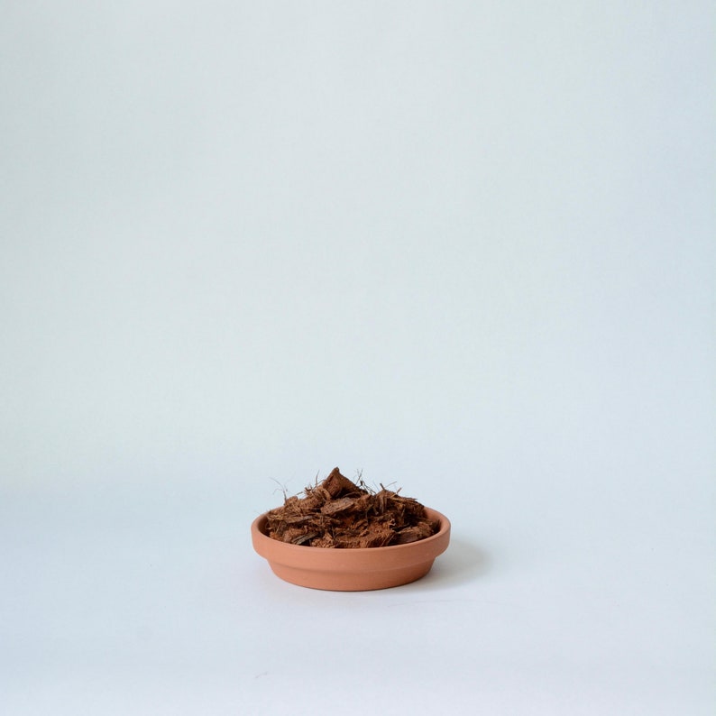 Close-up image of the coconut husk in the terracotta saucer.