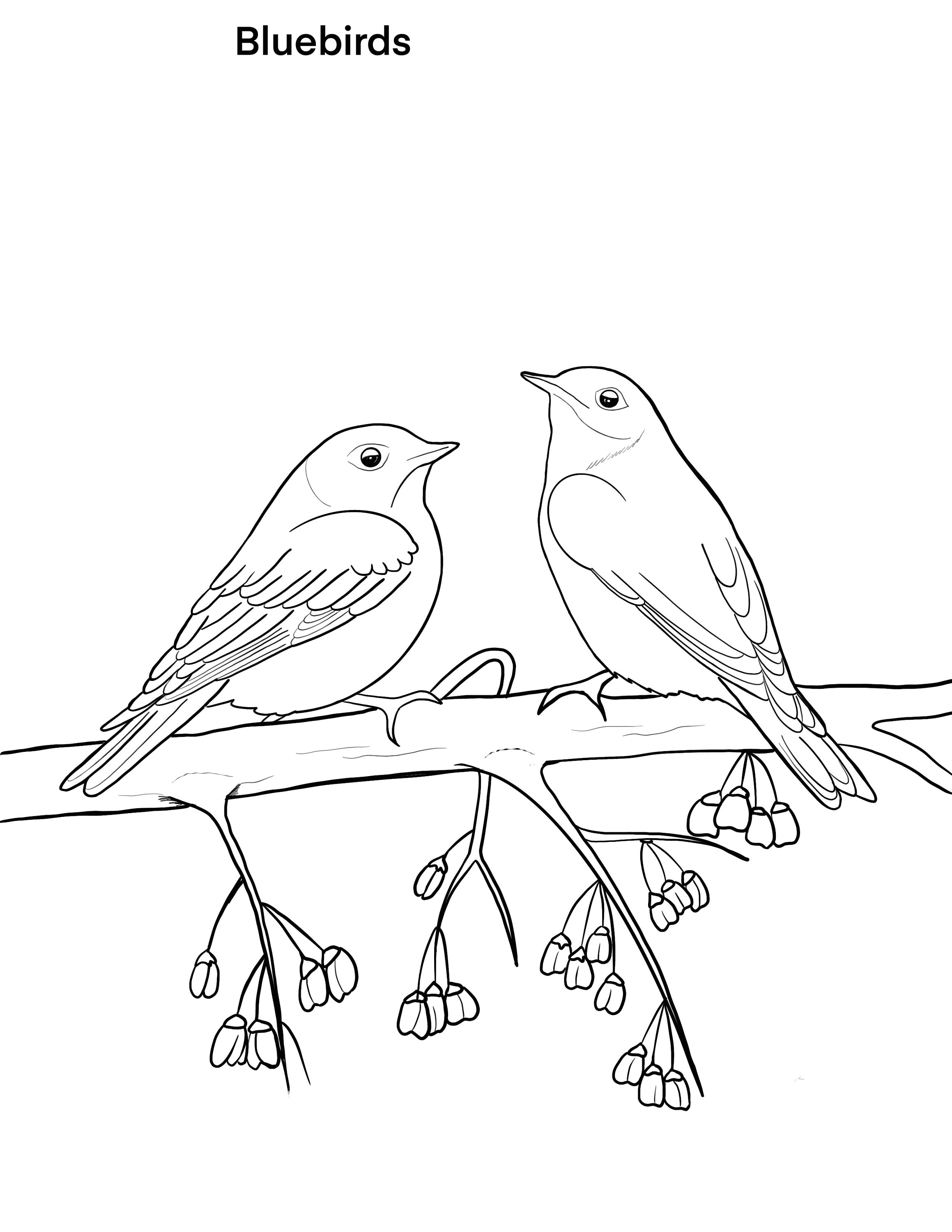 Birds Printable Coloring Sheet Coloring Pages Kids Coloring Pages Kids