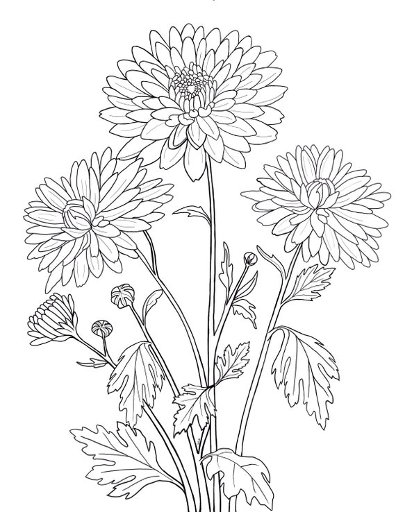 Printable Floral Coloring Sheets Coloring Pages Adult - Etsy