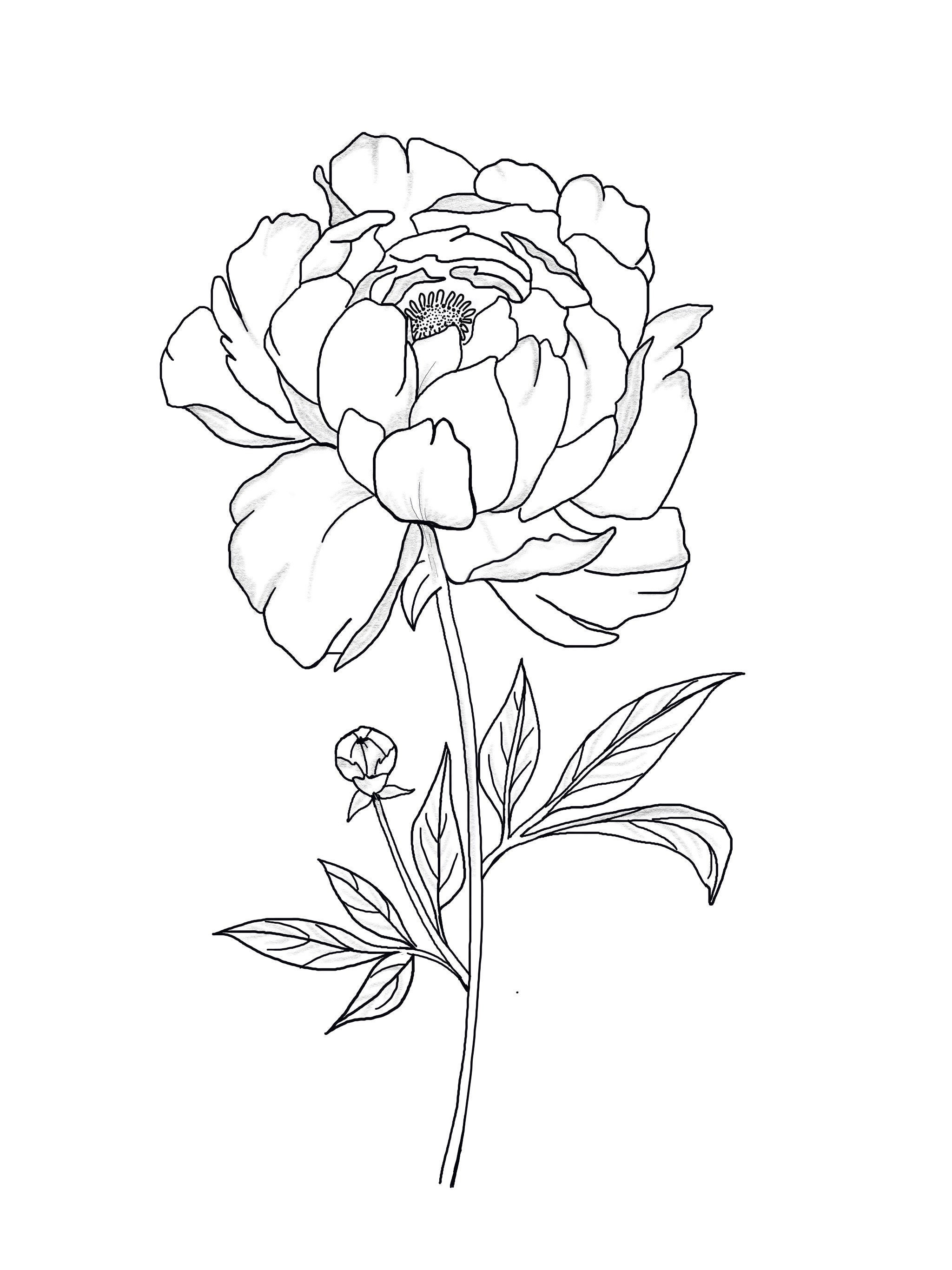 Floral Printable Coloring Sheets | Coloring Pages | Adult Coloring ...