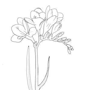 May include: A black and white line drawing of a single freesia flower with multiple blooms and a long stem.