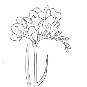 May include: A black and white line drawing of a single freesia flower with multiple blooms and a long stem.