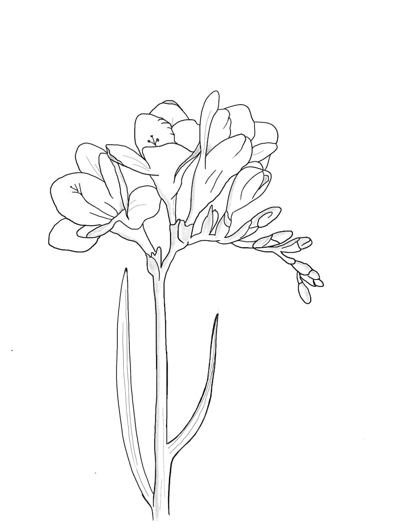 May include: A black and white line drawing of a single freesia flower with multiple blooms and a long stem.