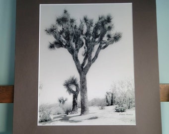 11x14 Joshua Tree #212