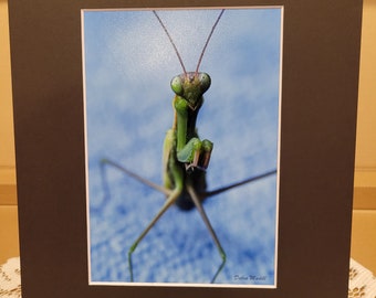 Praying Mantis #228