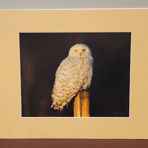 11x14 Snowy Owl #57