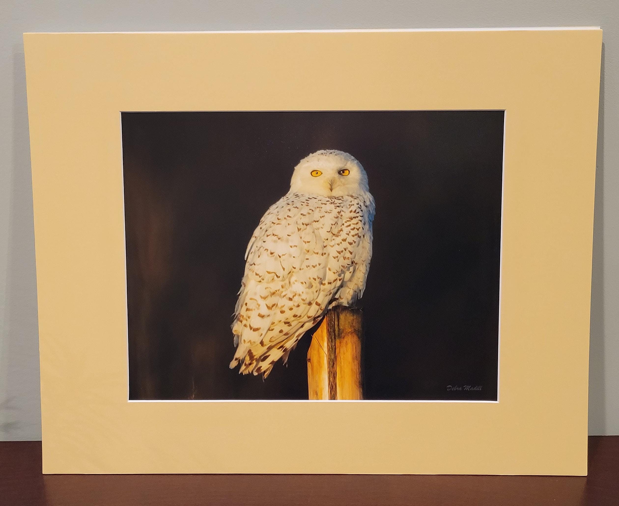 11x14 Snowy Owl #57