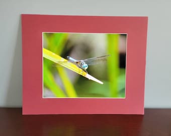 11x14 blue dragonfly #199