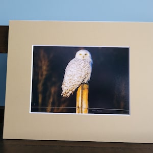5x7 Snowy Owl #47