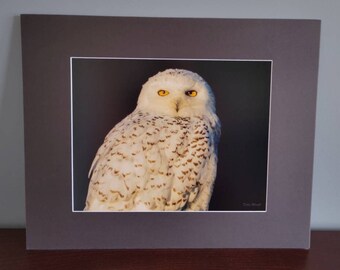 11x14 Snowy Owl #204