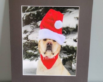 8x10 Serious Santa Pup #197