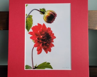 5x7 Red Flower and bud #217