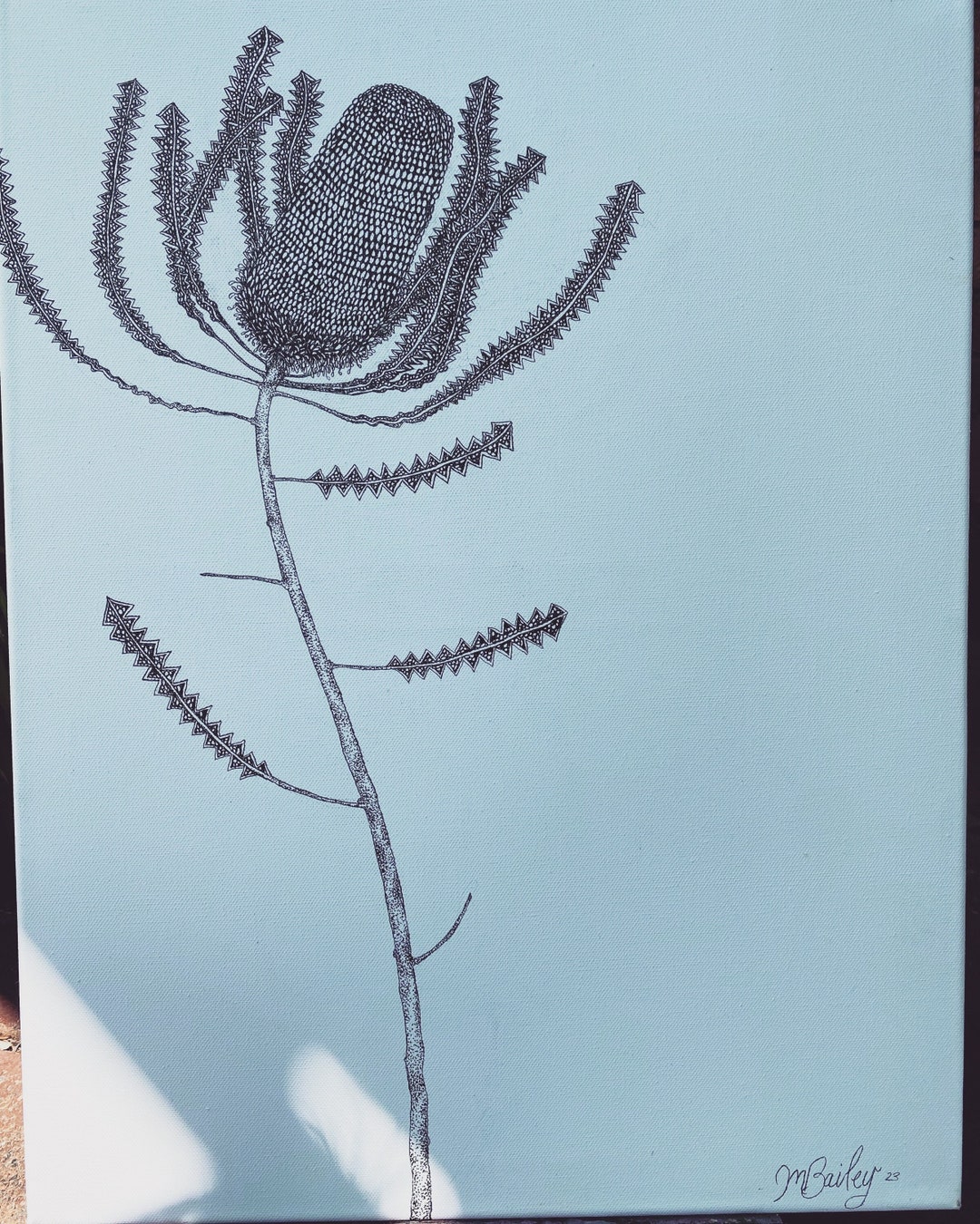 Australian Native Botanical Illustration- Banksia Serrata - Etsy