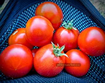 Minsk Early Tomato Seeds - Open pollinated Heirloom seeds