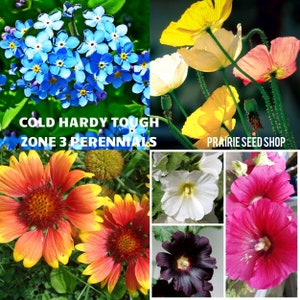 Extreme Cold Hardy Butterfly Garden Perennial Flowers Multipack Heirloom Hollyhocks Poppies Orange Blanket Flower Blue Forget Me Nots +BONUS