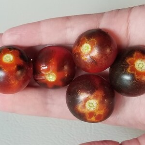 Inkspot Micro Dwarf Tomato Seeds Canada, Determinate Tomato, Black Tomato Plant, Blue Tomato, Patio Vegetable Rare Heirloom Variety Ink Spot