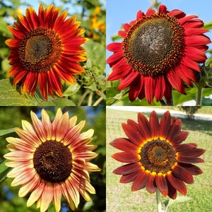 Pink Sunflower Seed Mix, Shades of Pink Red Crimson Rust Burgundy, Sun Flowers Plant, Seeds Canada, Rare Annual Flower Seed Container Garden