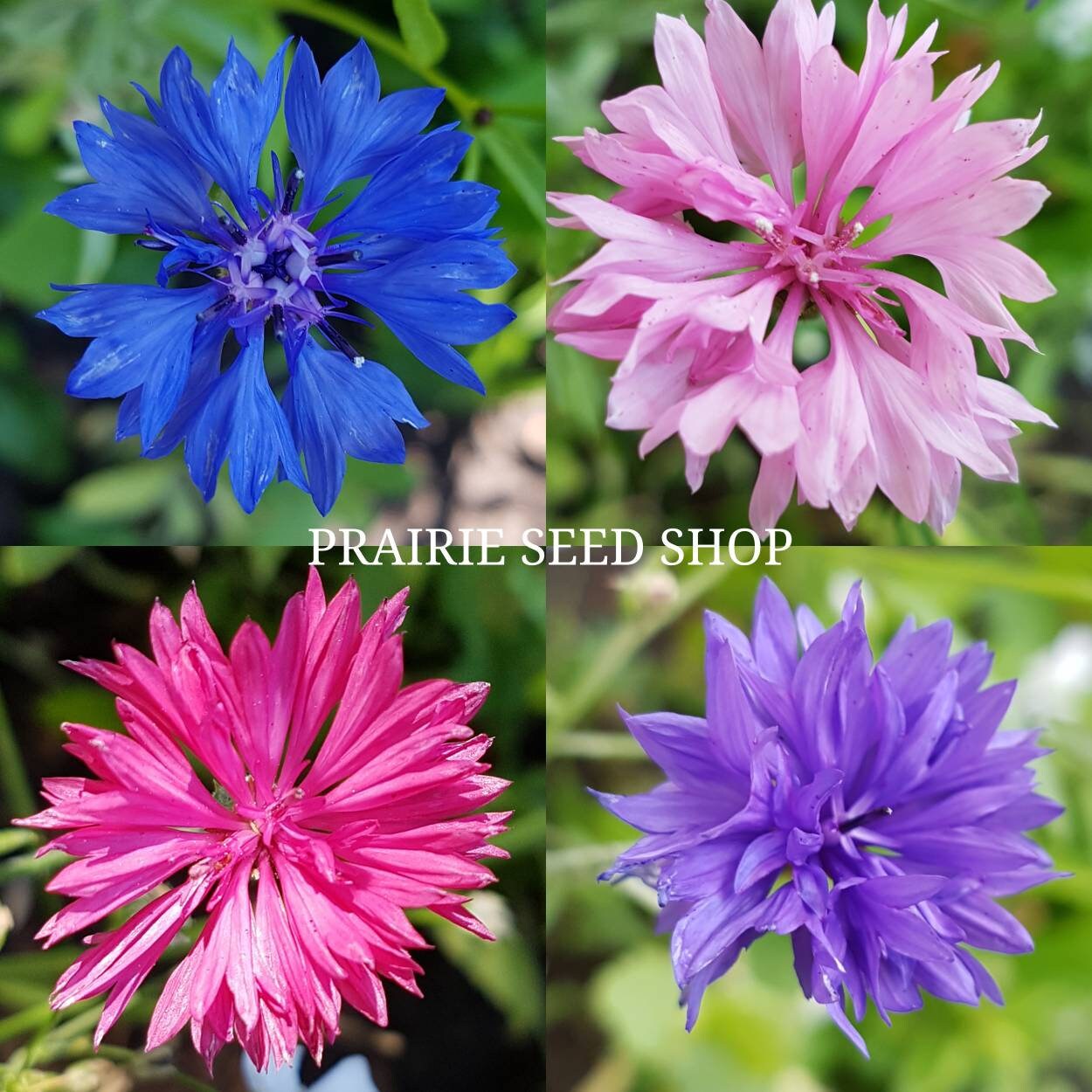 Mixed Color Bachelor Button Seeds Canada, Bachelor's Buttons, Annual ...