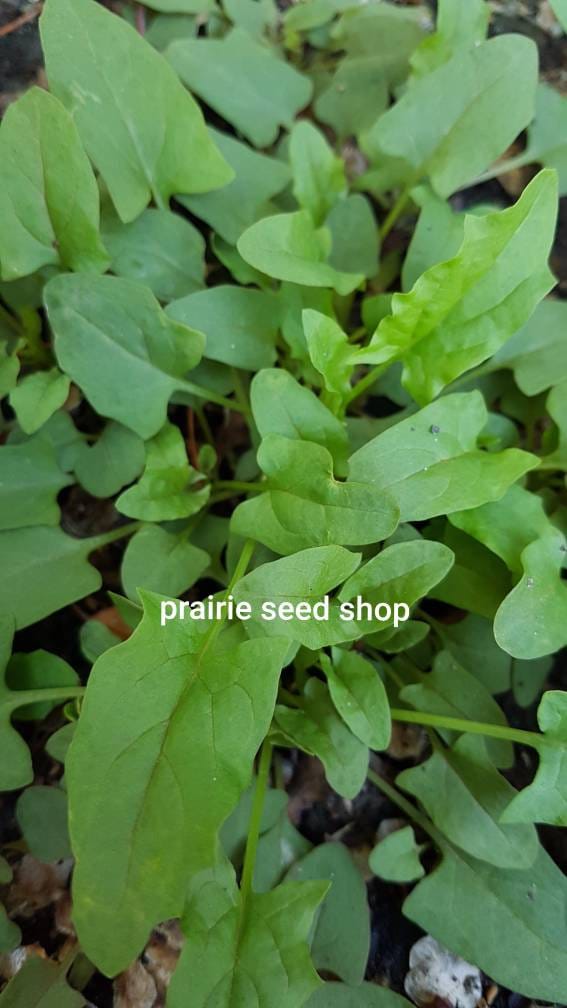 2 Types Strawberry Spinach Seeds Canada. Chenopodium Etsy Canada