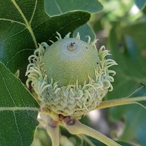 May include: A green acorn with a textured, fringed cap featuring long, thin, curled scales. The acorn is attached to a stem and surrounded by large, lobed green oak leaves with visible veins, captured in bright, natural outdoor sunlight.