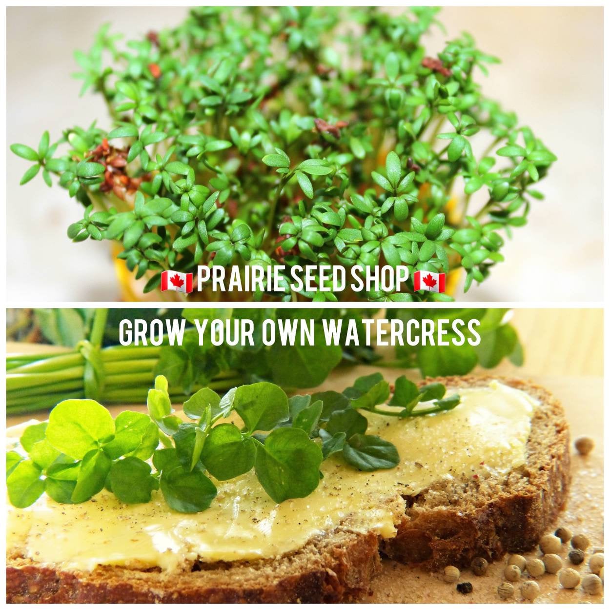 Upland Cress Seeds -Creasy Greens in The South - Mmmmmm.Good(50 - Seeds) : Patio, Lawn & Garden