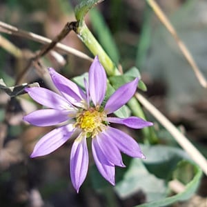 Graines d'aster bleu lisse Canada, zone de résistance au froid 3-8, fleur vivace indigène sauvage, marguerite glauque, Symphyotrichum laeve + cadeau