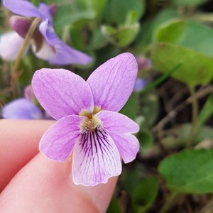 May include: A close-up of a pale purple wildflower with a white centre and dark purple veins. The flower is being held in a hand.