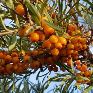 May include: Close-up of a branch of a sea buckthorn bush with many ripe orange berries. The berries are clustered together on the branch, and some are partially obscured by the green leaves.