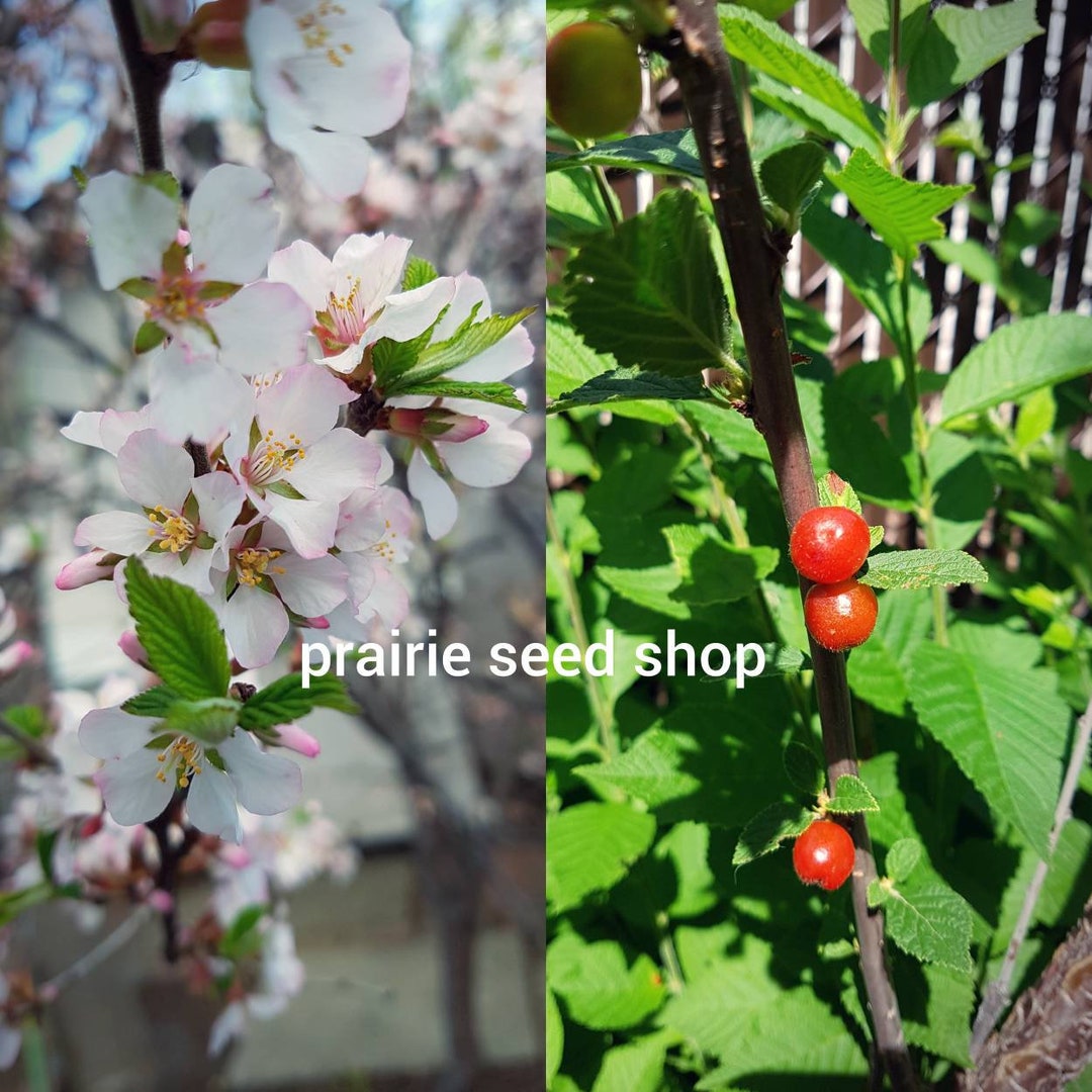 Nanking Cherry Tree Seeds Canada Grown, Hardy Perennial Pink Flower Prairie Bush, Edible Fruit