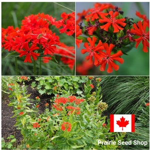 Graines Croix de Malte Canada, Plante vivace rustique, Fleur rouge, Croix de Jérusalem, Burning Love, Lychnis Chalcedonica, Résistant au froid Zone 3 Zone 4