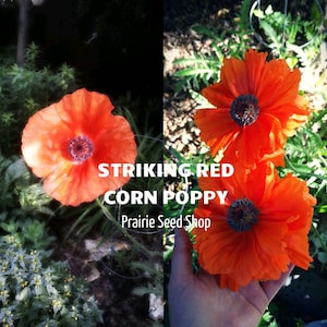 Plus de 50 graines de pavot rouge du Canada, Papaver Rhoeas, Pavot des maïs Shirley des Flandres, Coquelicots annuels à auto-ensemencement, Fleurs du jour du Souvenir