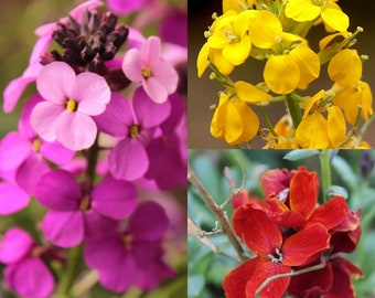 May include: A collage of three images featuring close-up views of different types of flowers. The first image shows a cluster of vibrant pink flowers with a purple centre. The second image shows a cluster of bright yellow flowers. The third image shows a cluster of red flowers.