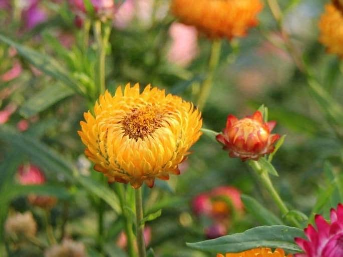 Strawflower Seeds Canada Mixed Color Straw Flower Seeds Etsy Canada