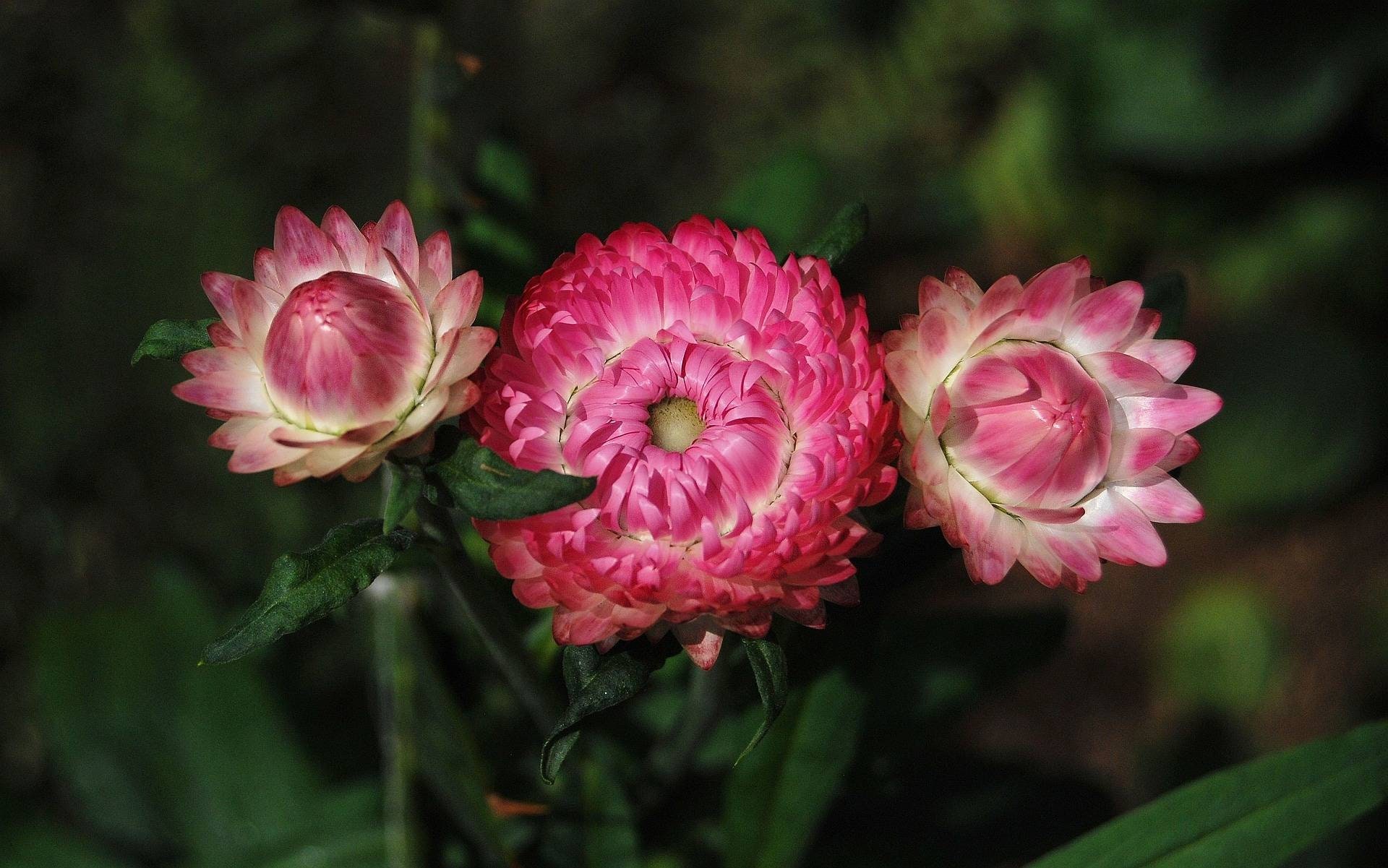 Strawflower Seeds Canada Mixed Color Straw Flower Seeds Etsy Canada