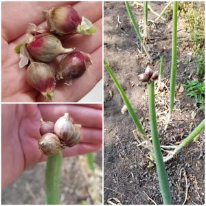 May include: A collection of small, round, reddish-purple onion bulbils harvested from the top of a green onion stalk. The bulbils have papery, thin skins and are shown both detached in a palm and clustered at the tip of a long, slender green stem.