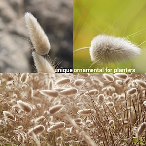 May include: A close-up of a field of fluffy, white grass. The grass is growing in a field and is illuminated by the sun. The grass is a unique ornamental for planters.