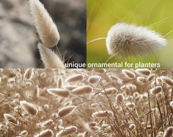 Bunny Tail Grass Seeds Canada, Rabbit's Tails Ornamental Grass, Container Garden Tall Planters, Bouquet Cut Flower Alternative Gardening