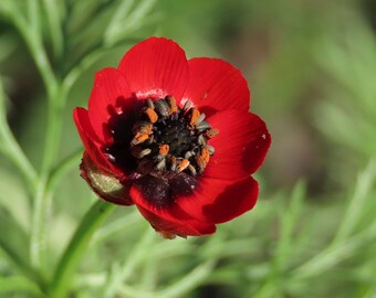 Autumn Red Adonis Flower Seeds Canada, Biennial Zone 5-9, Rose Aestival, Ruby Pheasant Eye, Rare Heirloom, Container Gardening, Sun Loving