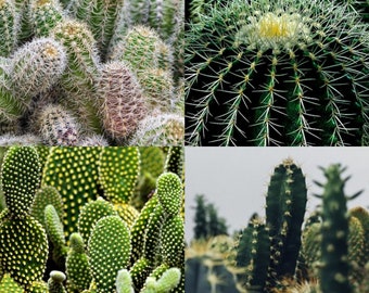 Cactus Seeds Canada, Mixed Cactus Seed Blend, Cactus Plants, Succulent Seeds, Rare Plant Seeds, Flowering Cacti Seeds Drought Tolerant