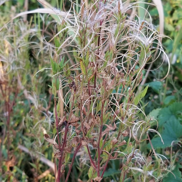 Fringed Willowherb Seeds Canada, Epilobium Ciliatum, Flowering Aquatic Plant, Indigenous Native Wild Water Plant, Pond, Dugout Willow Herb