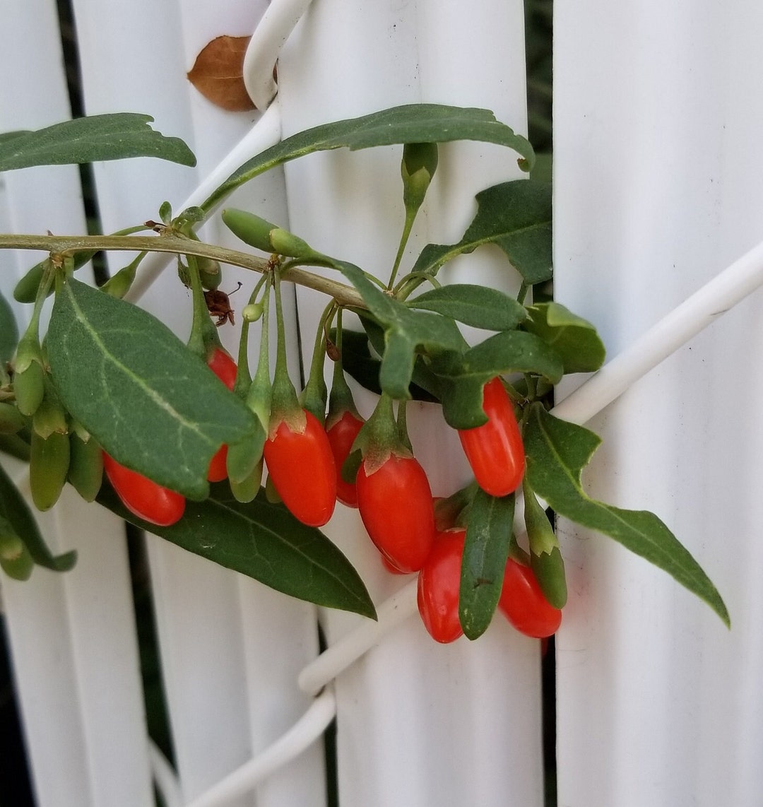 Goji Berry Seeds Canada for Sale, Lycium Barbarum, Zone 3 Fruit Seeds ...