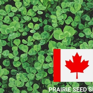 100+ Fairy Garden Clover Seeds, Perennial Edging Border, Bunny Gnome Garden Cute Ground Cover Tiny White Flowers Canada Canadian + FREE Gift