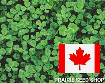 100+ Fairy Garden Clover Seeds, Perennial Edging Border, Bunny Gnome Garden Cute Ground Cover Tiny White Flowers Canada Canadian + FREE Gift