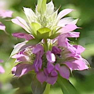 Lemon Bee Balm Flower Seeds Canada, Purple Monarda Citriodora, Bergamot Seeds, Hardy Zone 4 Perennial, Beebalm Garden Seeds Purple Horsemint
