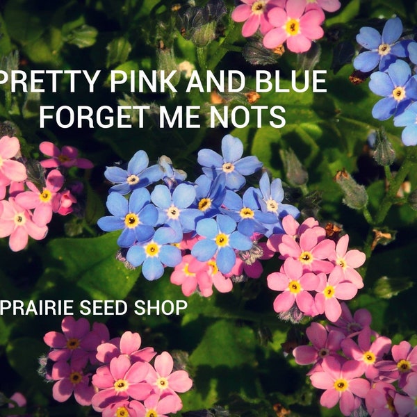 Pink And Blue Forget Me Not Seeds, Myosotis Asiatica Native Canadian Perennial Flower, Wild Flowers Rock Garden Borders Canada + FREE Gift!