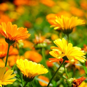May include: A field of bright orange and yellow flowers in bloom. The flowers have delicate petals and are growing in a lush green field.