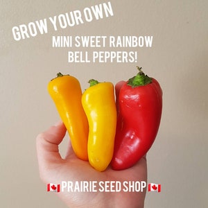 Mini Sweet Rainbow Pepper Seeds Canada, Multi Colored Vegetable, Container Garden Sun Loving Edible Veggie, Ornamental Balcony Planter +Gift
