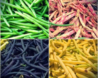 Mixed Pole Bean Seeds Canada, Green Bean, Yellow Bean, Purple Bean, Climbing Vine Seeds, Waxed Bean, String Bean, Snap Bean, Vegetable Seeds
