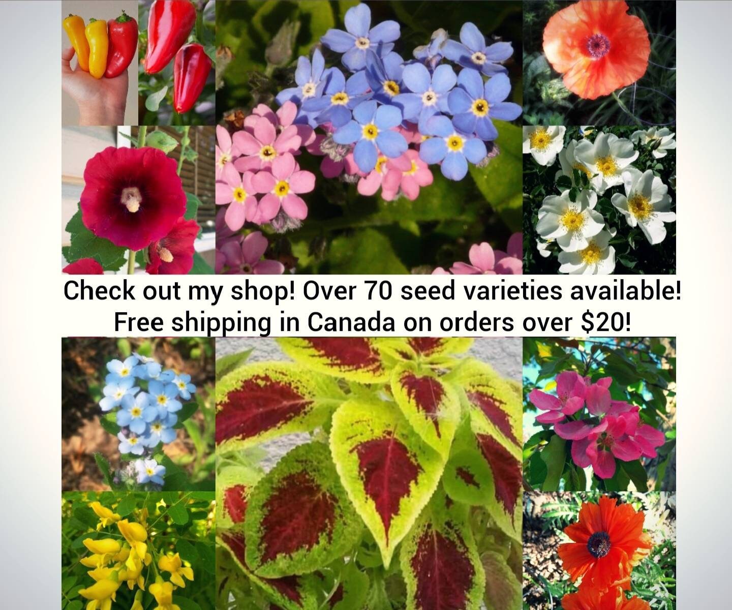 2 Types Strawberry Spinach Seeds Canada. Chenopodium Etsy Canada