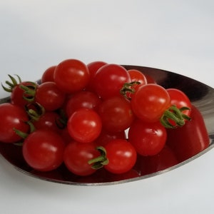 RARE Spoon Tomato Seeds Canada, Tiny Tomato, Small Red Tomato Plant, Currant Tomato Seeds, Mini Tomato, Container Patio Garden Vegetable